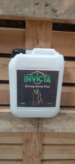 Invicta Strong Horse+